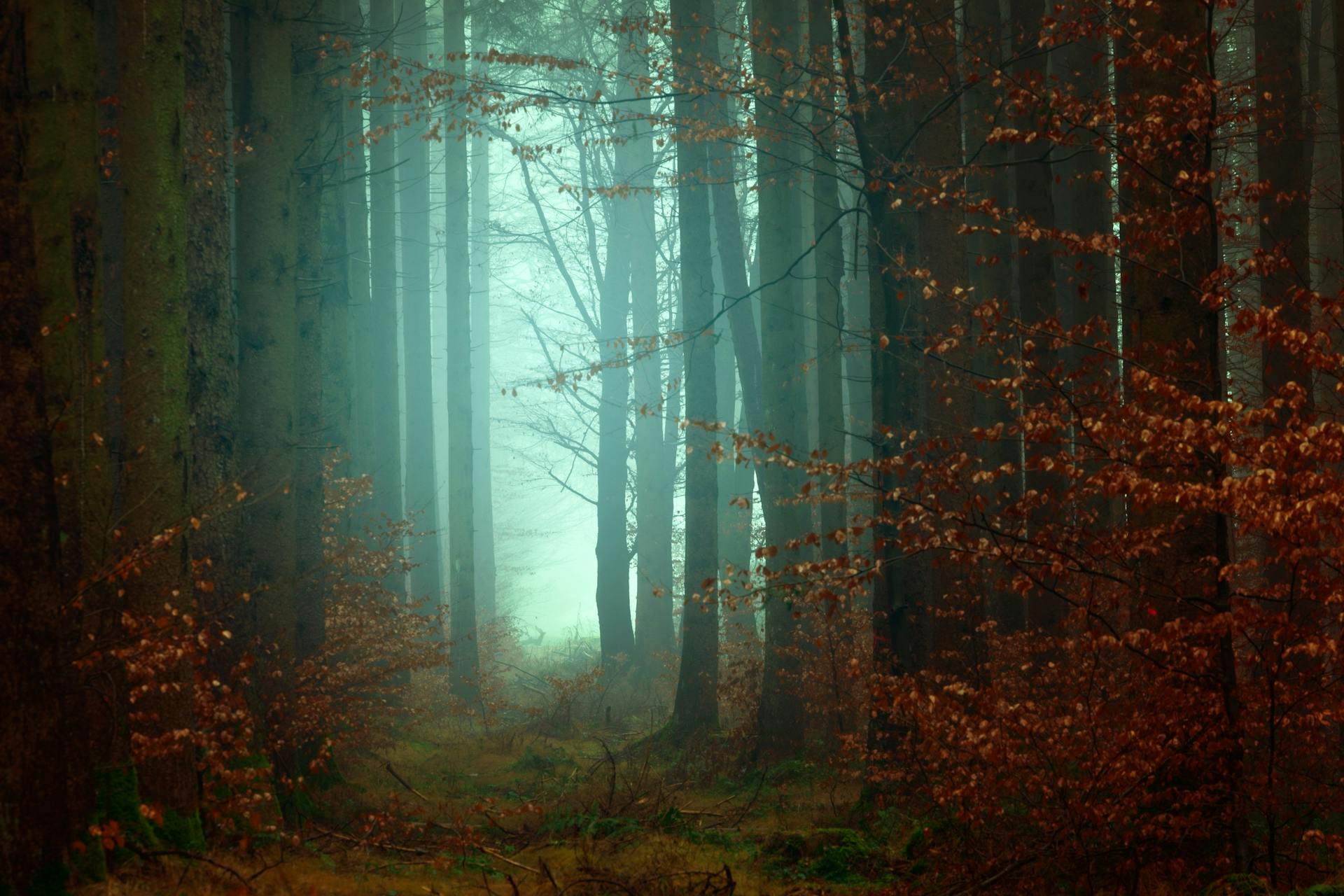 dark forest