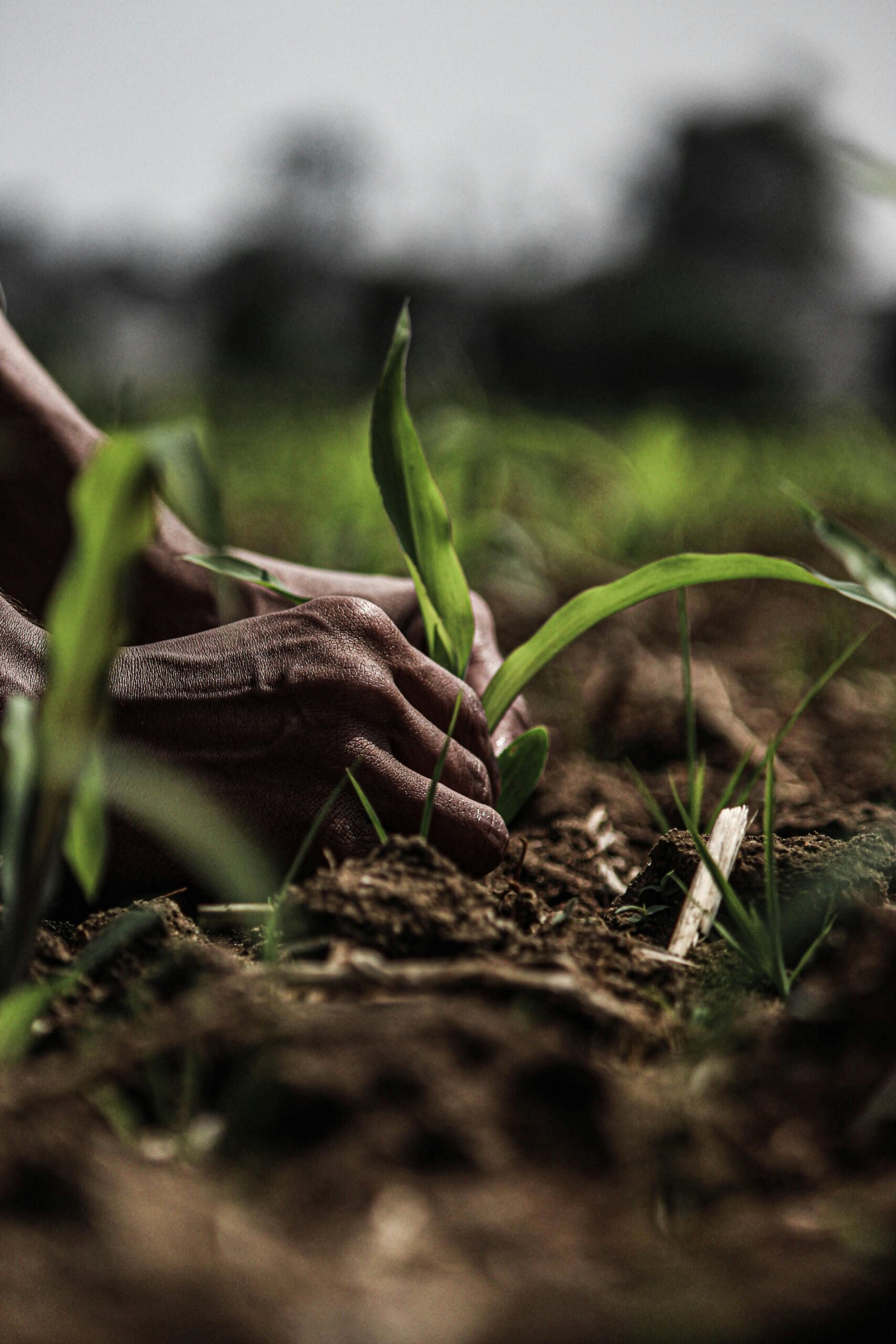 Grow what matters: the sustainability manager’s quiet superpower