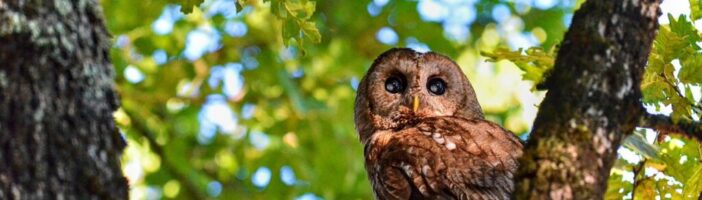 The whisper within: on conscience, inner knowing & moral clarity