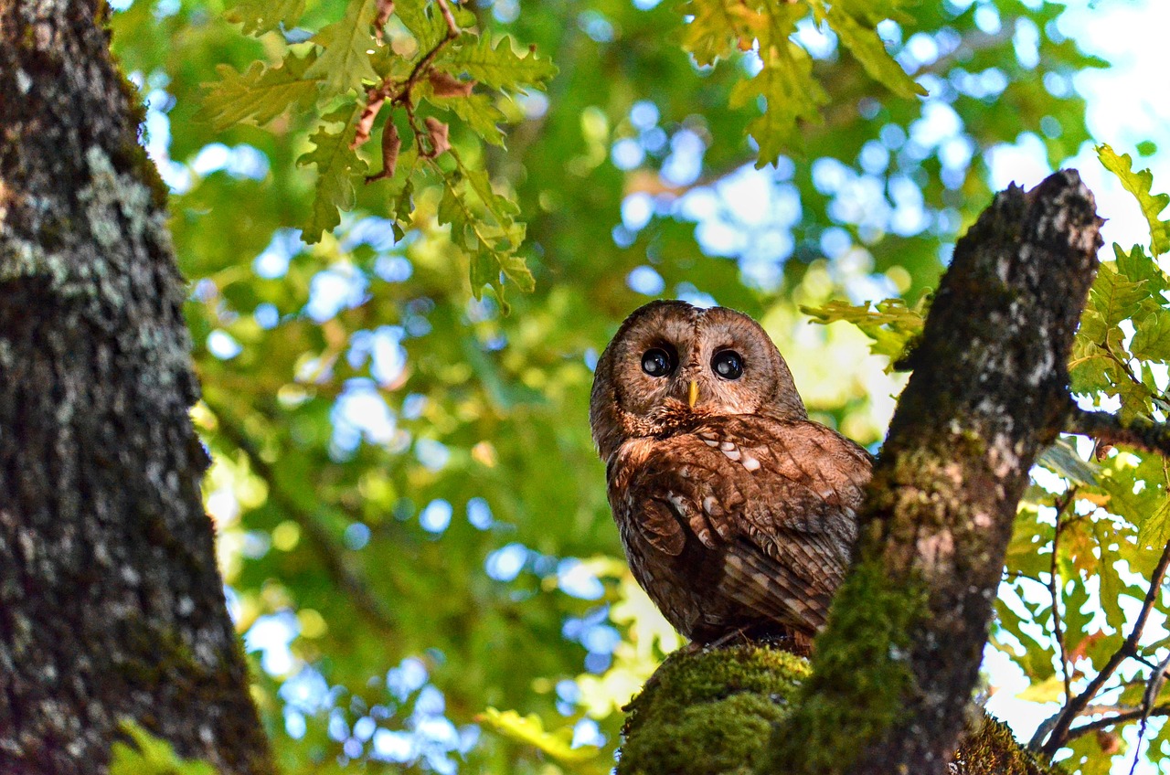 owl-5861320_1280