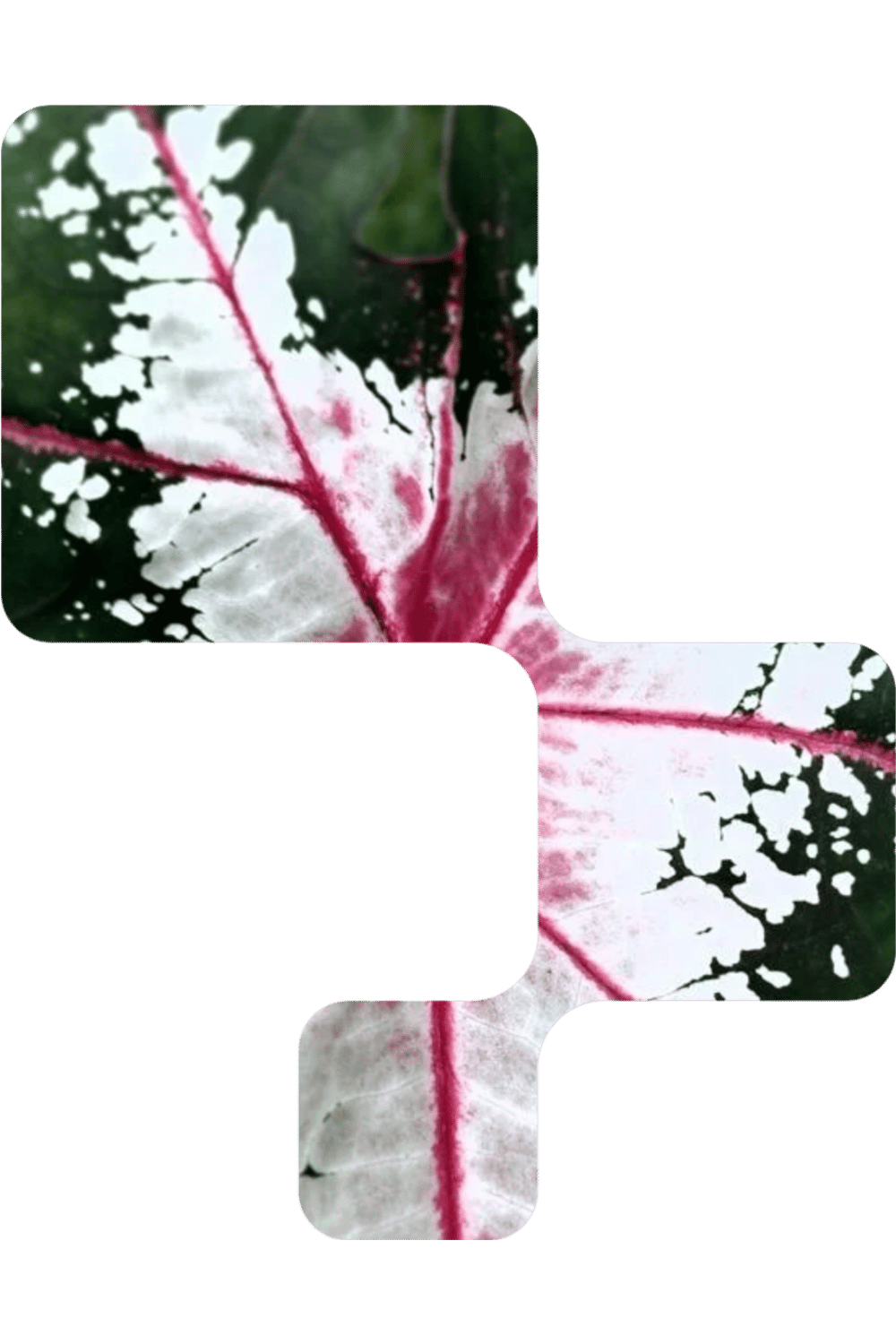 Untitled design-10