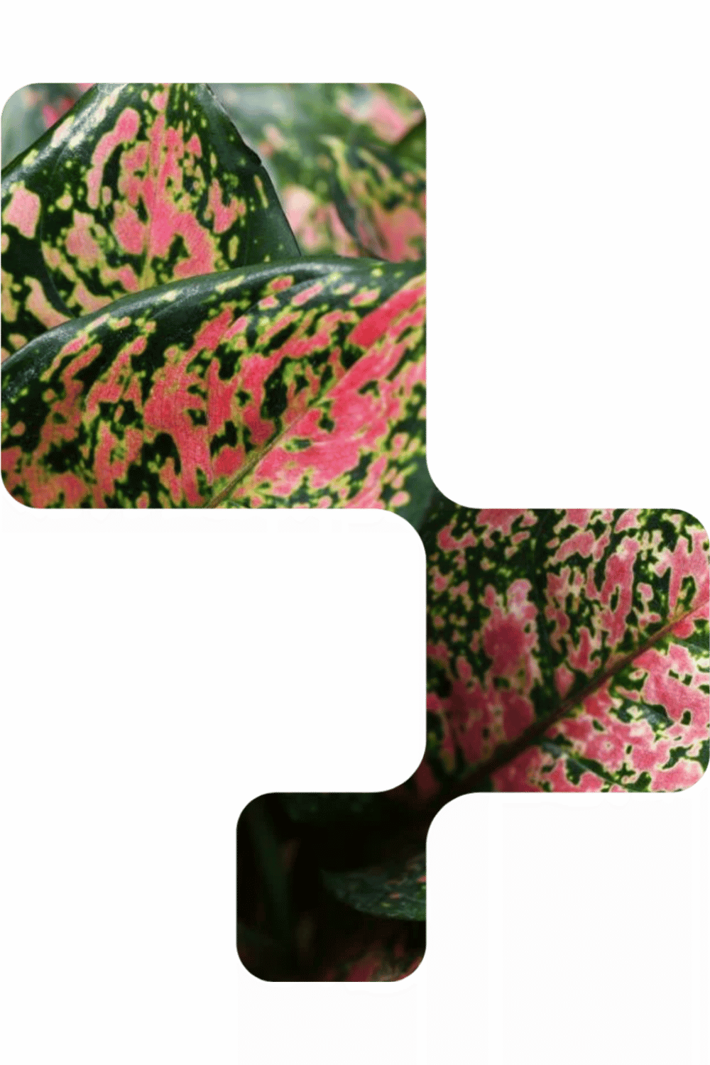 Untitled design-11