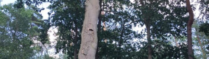 The beech trees are dying