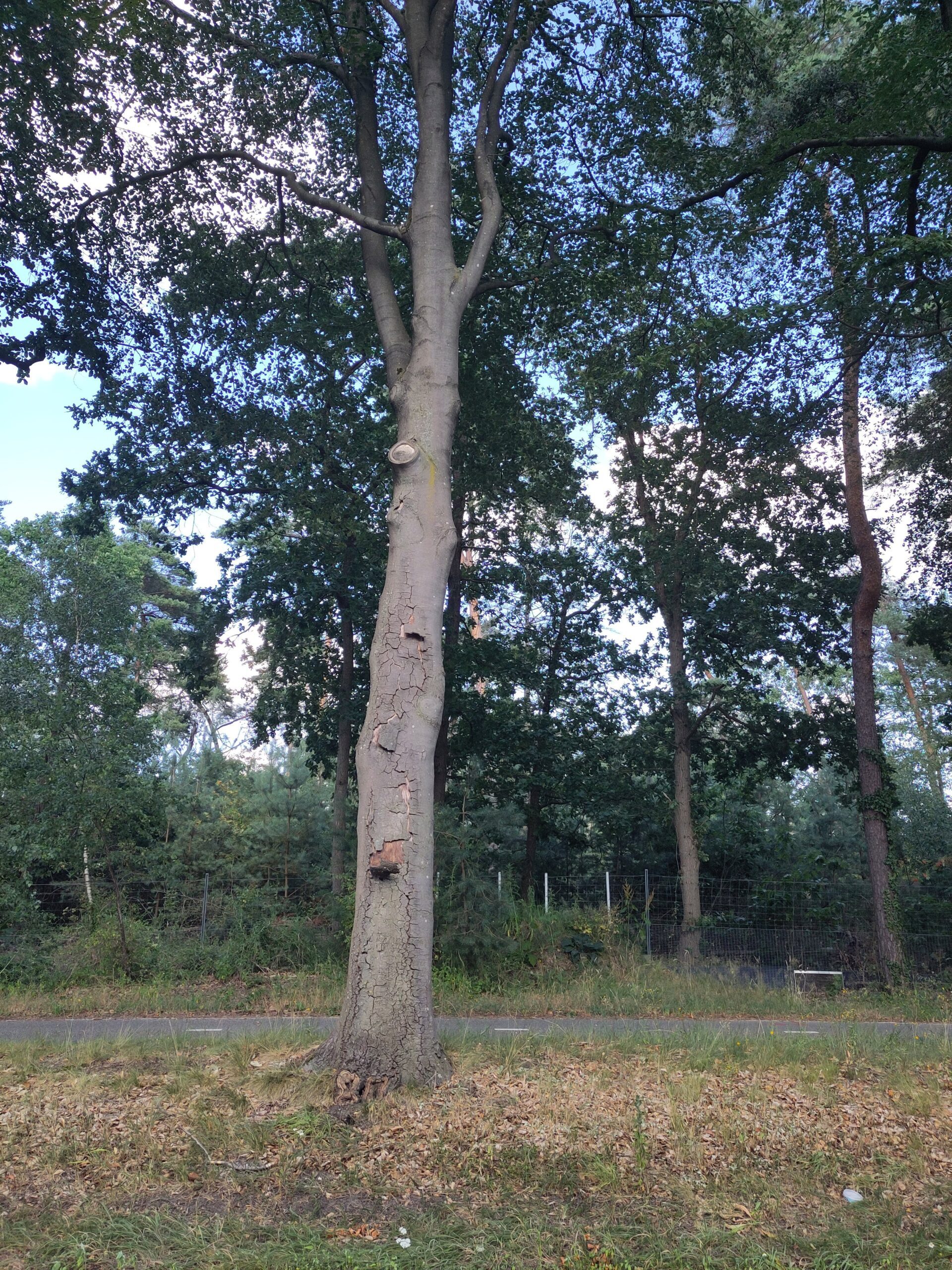 The beech trees are dying